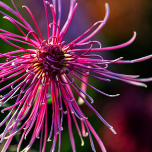 秋菊-花卉-植物-原创-秋菊 图片素材