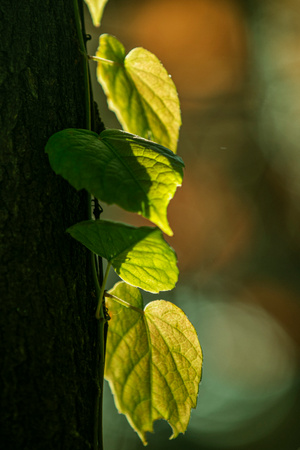 环境-植物-秋天-原创-绿叶 图片素材