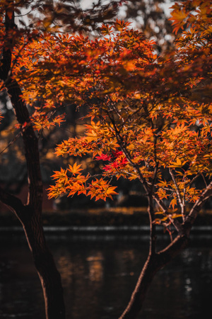色彩-秋来了-枯黄-翠湖-昆明 图片素材