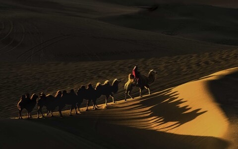 沙漠-驼-动物-驼-骆驼 图片素材