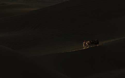 沙漠-内蒙-动物-驼-骆驼 图片素材