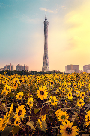 广州市-广州塔-小蛮腰-城市-鲜艳 图片素材