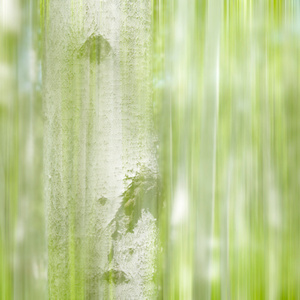 水墨风-风光-旅拍-生物-植物 图片素材