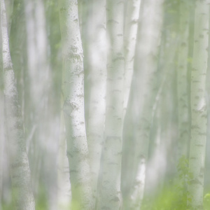 水墨风-风光-旅拍-生物-植物 图片素材