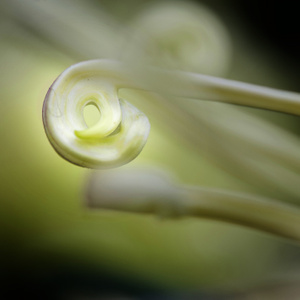 我要上封面-生物-植物-菊花-秋天 图片素材