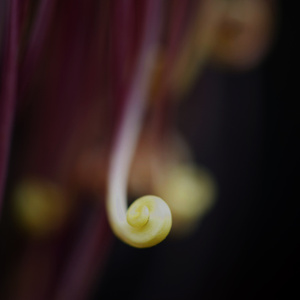 我要上封面-生物-植物-菊花-秋天 图片素材