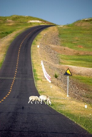 旅行-旅游-自驾游-公路-内蒙古 图片素材
