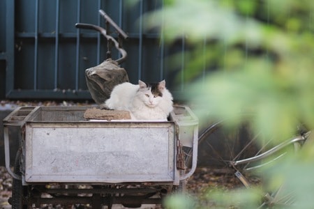 猫-流浪猫-三轮车-猫-动物 图片素材