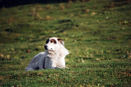 狗-牧羊犬-马-赛里木湖-新疆旅游 图片素材
