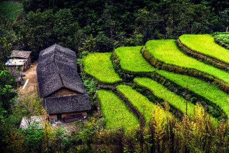 风光-自然-植物-良田-老房屋 图片素材