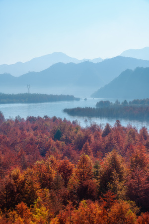 秋季-树-落羽杉-河流-山 图片素材