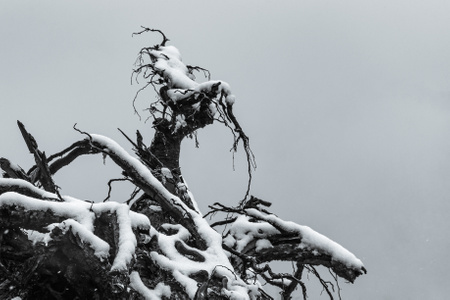 树根-白雪-雪-积雪-树木 图片素材