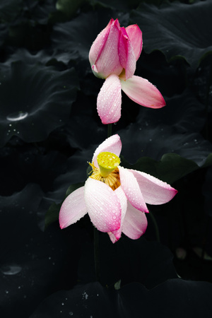 雨-雨荷-花-花朵-鲜花 图片素材