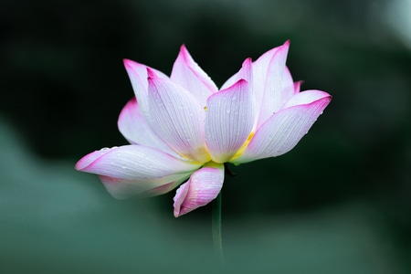 雨-荷花-荷花-花-花朵 图片素材