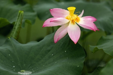 雨-荷花-荷花-花-花朵 图片素材