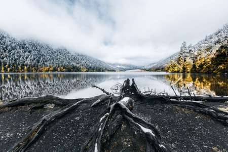 湖泊-枯木-风景-风光-自然 图片素材
