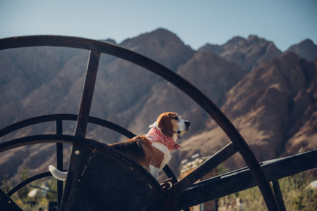 旅行-宠物-狗狗-沙漠-宠物 图片素材