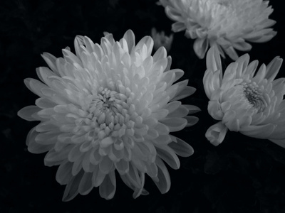 手机摄影-生活-花卉-秋菊-菊花 图片素材