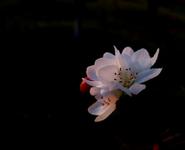 手机摄影-深秋-花卉-上海松江-辰山植物园 图片素材
