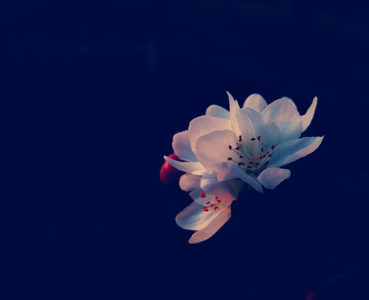 手机摄影-深秋-花卉-上海松江-辰山植物园 图片素材