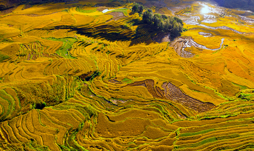红河哈尼族彝族自治州-电脑传图-自然-风景-稻田 图片素材