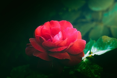 你好2020-北京市-花-花朵-鲜花 图片素材