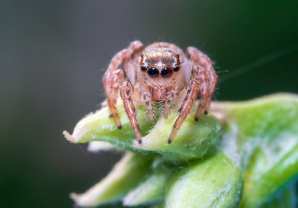 自然生态摄影-昆虫微距-跳蛛-旅行风光-野生动物 图片素材