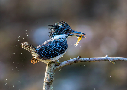 野生动物-自然生态摄影-生态野拍-鸟类-野生鸟类 图片素材