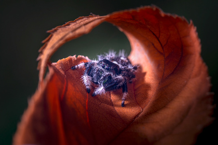 昆虫微距-自然生态摄影-旅行风光-跳蛛-野生动物 图片素材