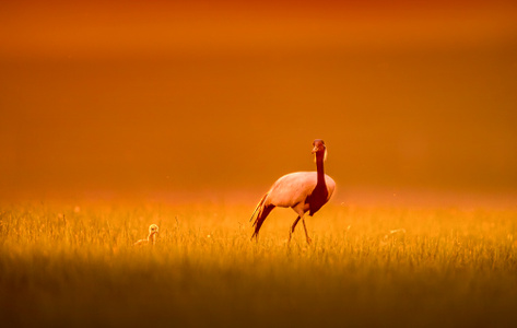 野生鸟类-自然生态摄影-鸟类-野生动物-旅行风光 图片素材