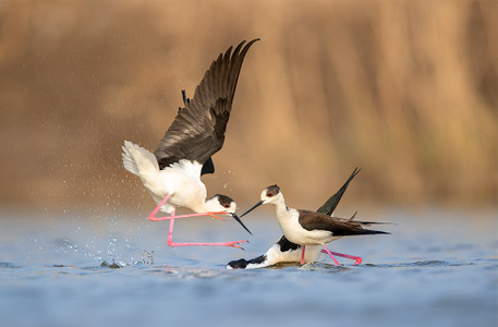 自然生态摄影-野生鸟类-水鸟-鸟类-旅行风光 图片素材