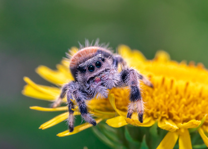 自然生态摄影-昆虫微距-跳蛛-旅行风光-蜘蛛 图片素材