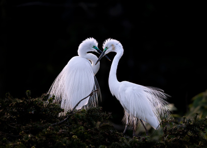 自然生态摄影-旅行风光-野生动物-野生鸟类-鸟类 图片素材