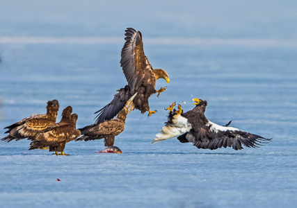野生动物-自然生态摄影-野生鸟类-鸟类-旅行风光 图片素材