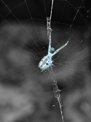 抓拍-手机微距-昆虫-动物-蜘蛛网 图片素材