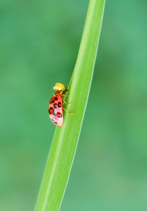 手机微距-昆虫-简约之美-昆虫-瓢虫 图片素材