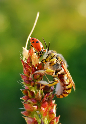 手机微距-抓拍-秋色-昆虫-蜂 图片素材