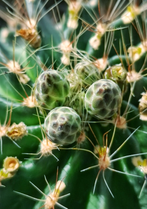 手机拍摄-植物-仙人球-植物-刺 图片素材