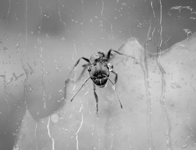 手机微距-昆虫-抓拍-节肢动物-蜘蛛 图片素材