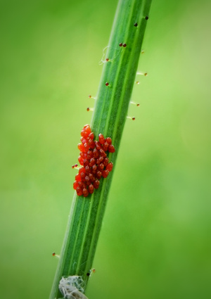 虫卵-手机微距-虫卵-茎秆-自然 图片素材