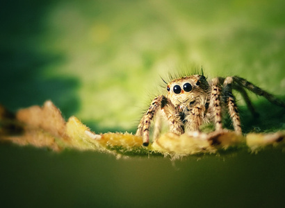抓拍-手机微距-跳珠-蜘蛛-节肢动物 图片素材