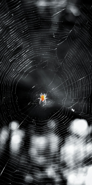 手机微距-黑白-蜘蛛-蜘蛛网-蛛网 图片素材