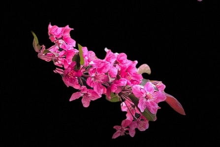 海棠花-黑背景-春天-踏青-海棠花 图片素材