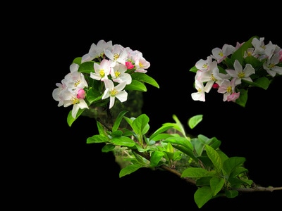 海棠花-黑背景-春天-踏青-花 图片素材