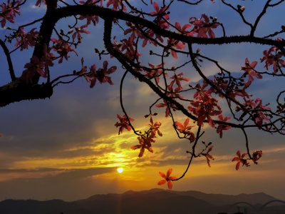 佛山市-手机随手拍-夕阳-风景-生活 图片素材