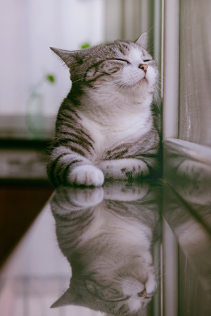 玲珑世界-猫摄影-猫-动物-宠物 图片素材