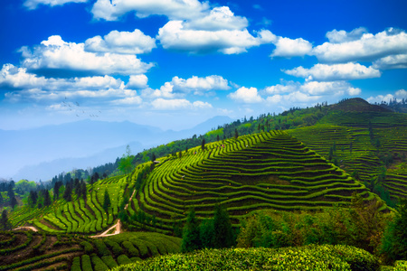 风景-采茶-风景-茶山-茶树 图片素材