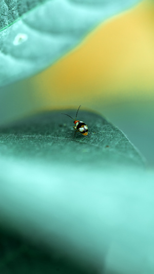 微距-原创-甲虫-昆虫-动物 图片素材