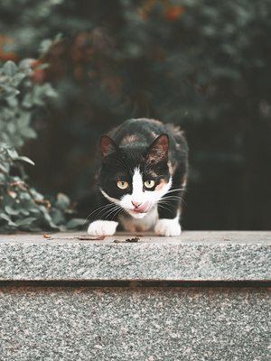 北京市-猫-流浪猫-动物-猫咪 图片素材