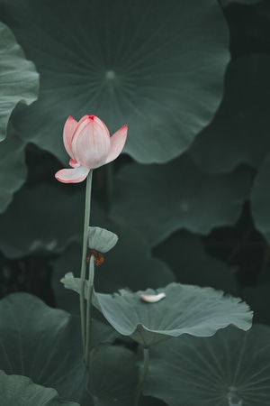 我的六月-夏季-夏天-夏日-荷花 图片素材